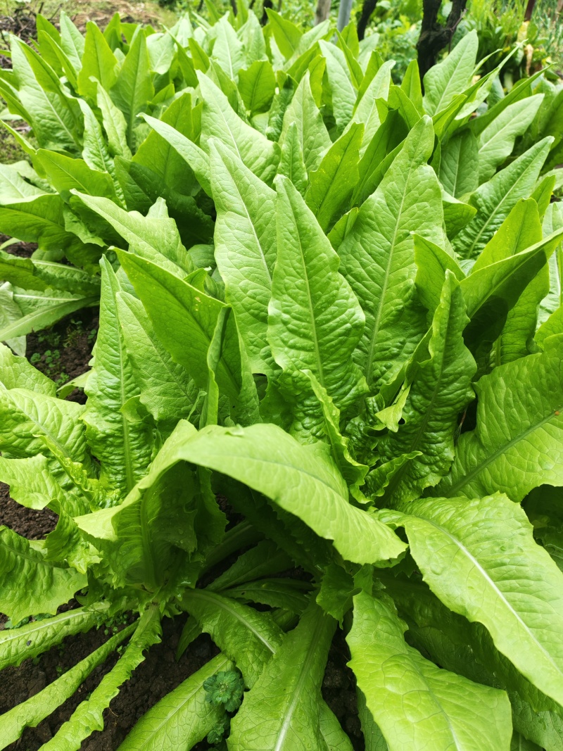 油麦菜