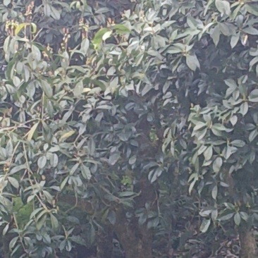 桂花树