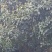 桂花树