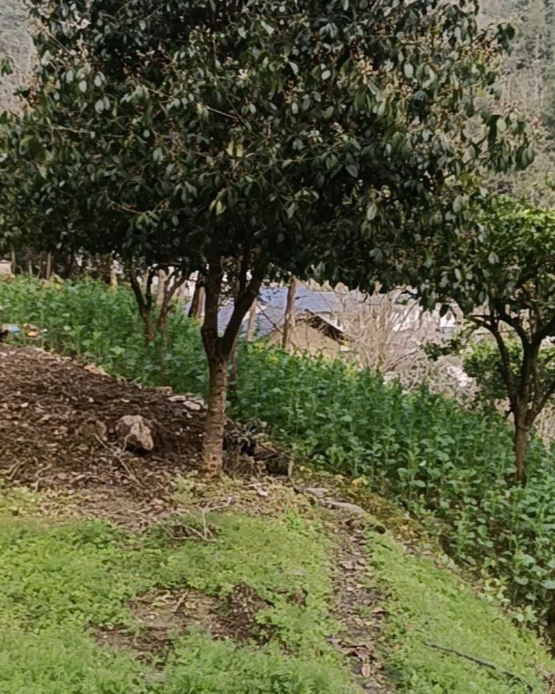 桂花树