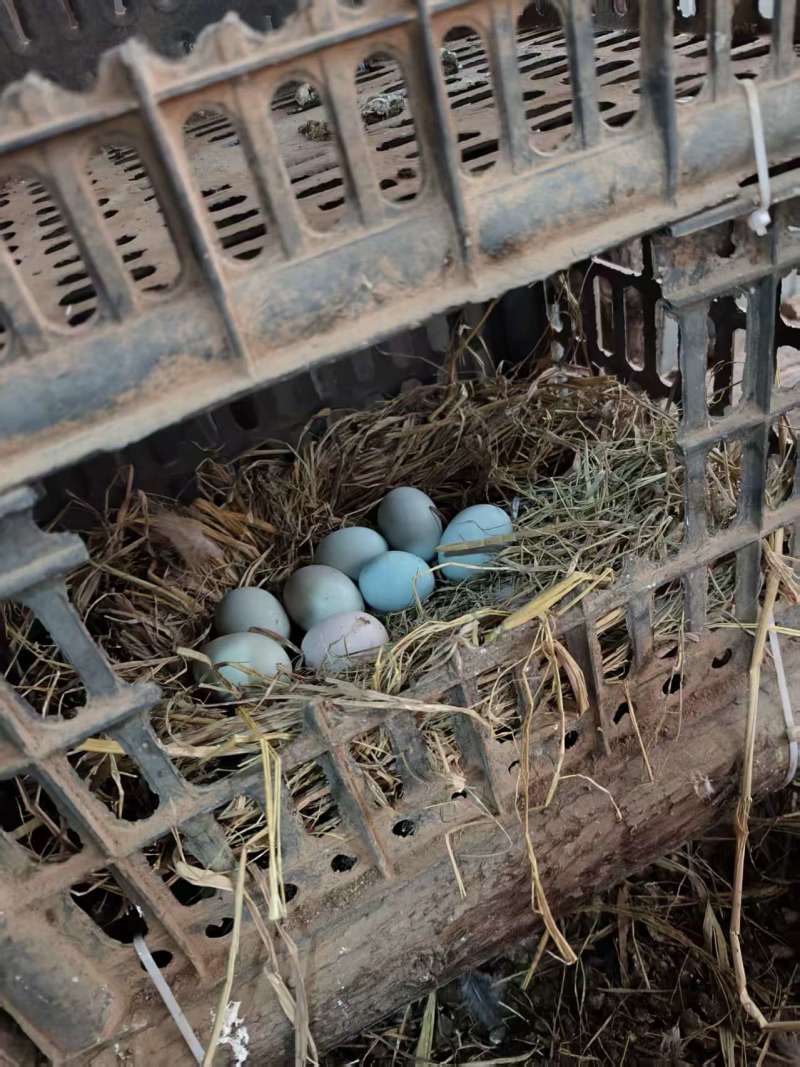 正宗土鸡蛋