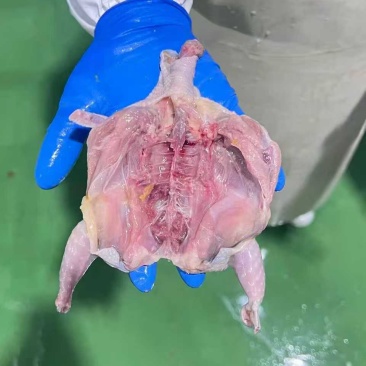 去头去爪净躺鹌鹑，20万二两左右