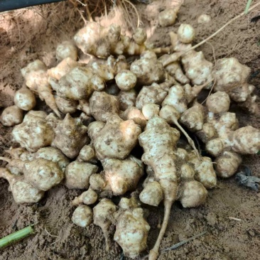 菊芋种，品质好，早熟品种