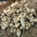 菊芋种，品质好，早熟品种