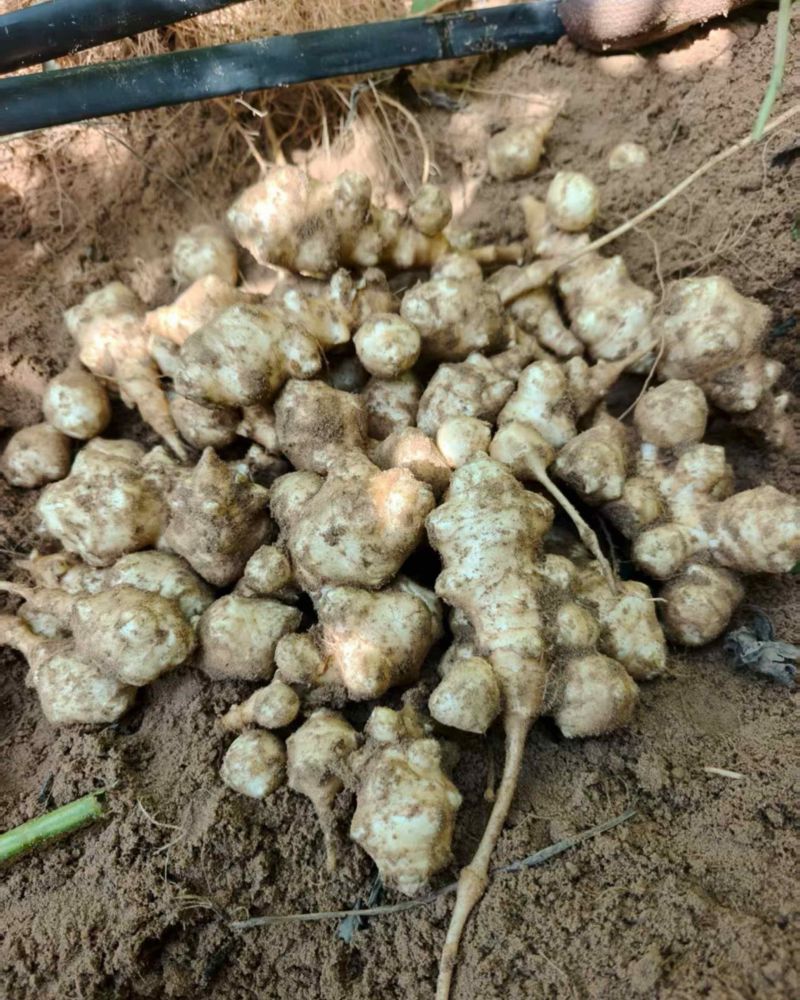 菊芋种，品质好，早熟品种