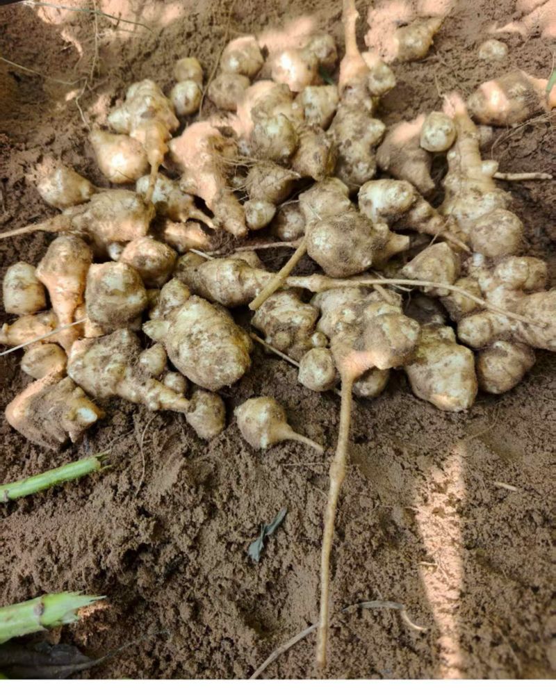 菊芋种，品质好，早熟品种