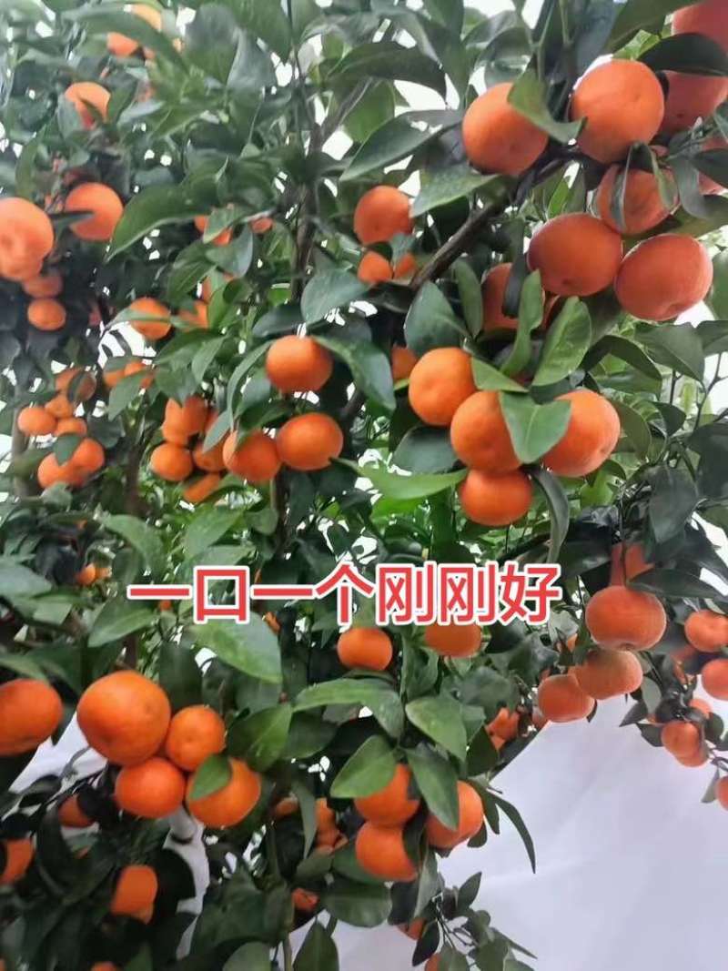 最后几天了
