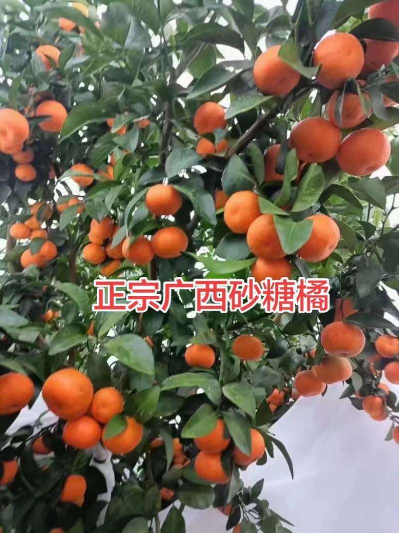 最后几天了