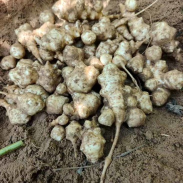 种籽菊芋种，早熟品种，高品质