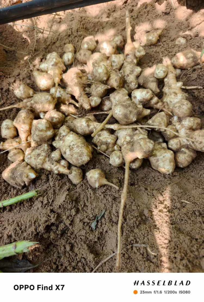 洋姜种，菊芋种，早熟品种，菊粉含量高，产地货源，基地一手