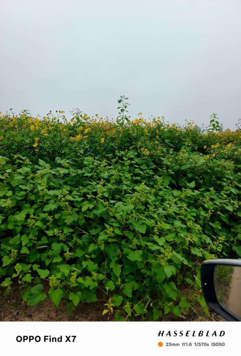 洋姜种，菊芋种，早熟品种，菊粉含量高，产地货源，基地一手