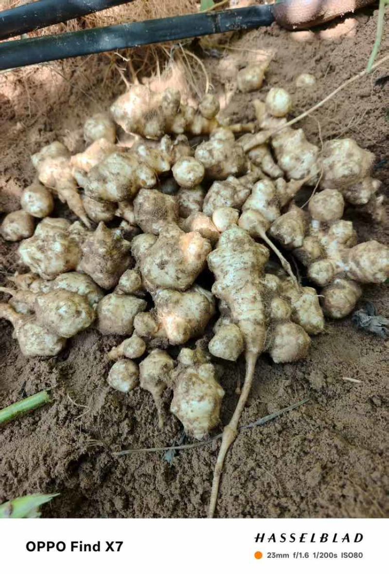 洋姜种，菊芋种，早熟品种，菊粉含量高，产地货源，基地一手