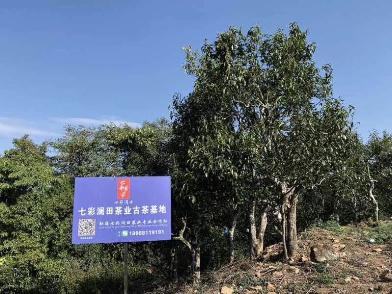 茶农自产自销，无中间商，自有茶园，欢迎实地考察。