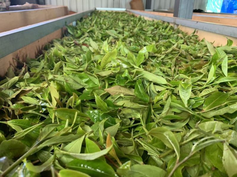 茶农自产自销，无中间商，自有茶园，欢迎实地考察。