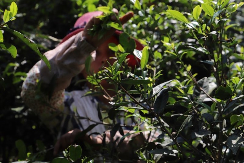 茶农自产自销，无中间商，自有茶园，欢迎实地考察。