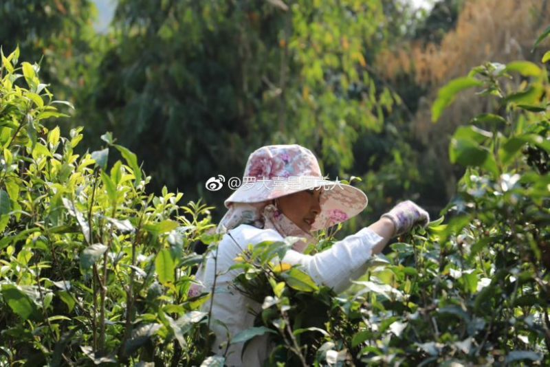 茶农自产自销，无中间商，自有茶园，欢迎实地考察。