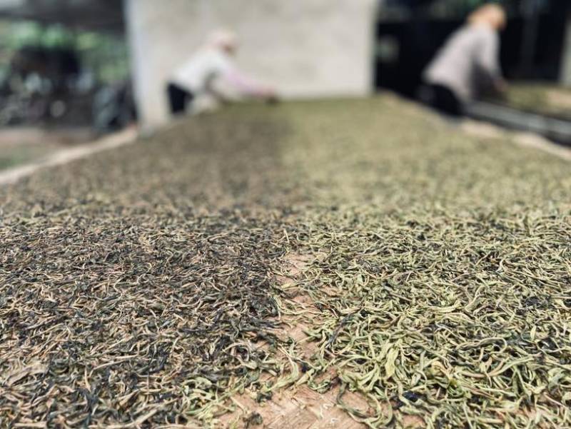 茶农自产自销，无中间商，自有茶园，欢迎实地考察。