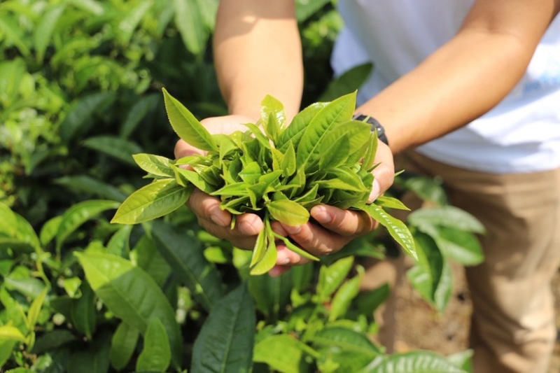 茶农自产自销，无中间商，自有茶园，欢迎实地考察。