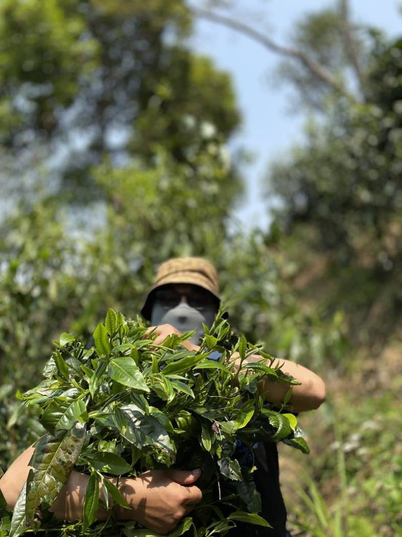 茶农自产自销，无中间商，自有茶园，欢迎实地考察。