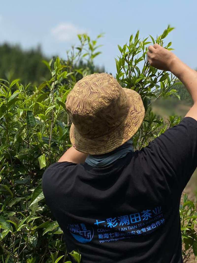 茶农自产自销，无中间商，自有茶园，欢迎实地考察。