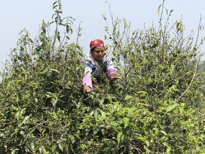 茶农自产自销，无中间商，自有茶园，欢迎实地考察。