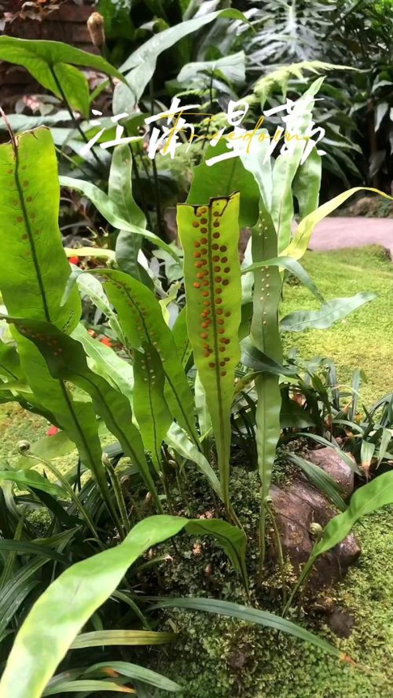 江南星蕨、七星剑，大货鲜干都有***********刘