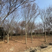 榉树