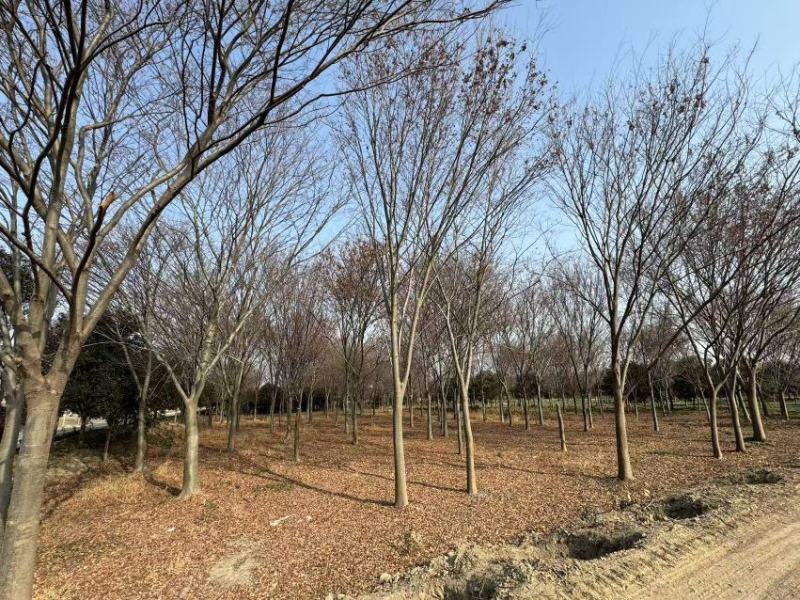 榉树