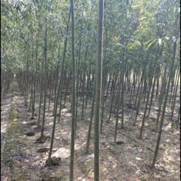 坡柳树