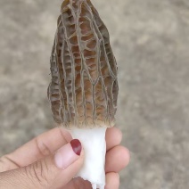 西藏林芝高海拔新鲜羊肚菌