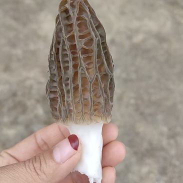 西藏林芝高海拔新鲜羊肚菌