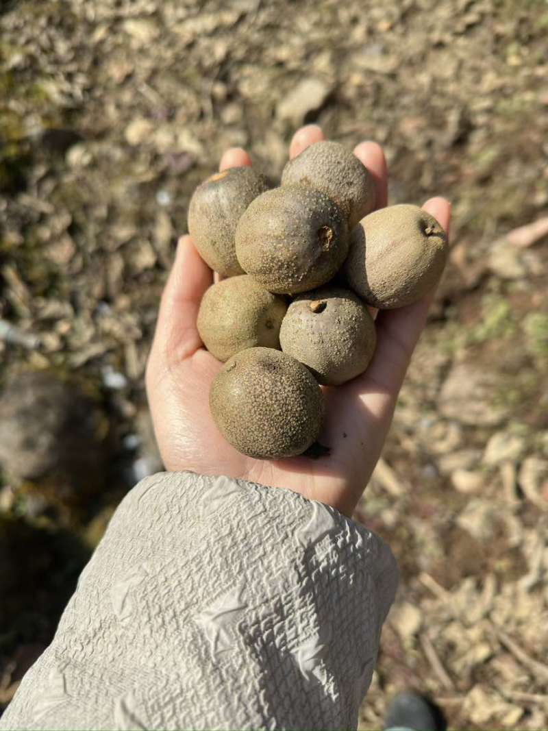 大量出珙桐果子需要的可以联系