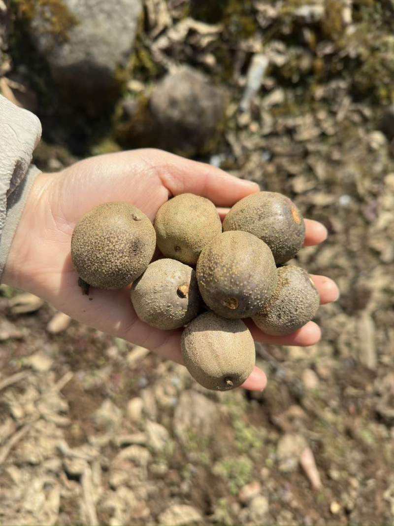大量出珙桐果子需要的可以联系