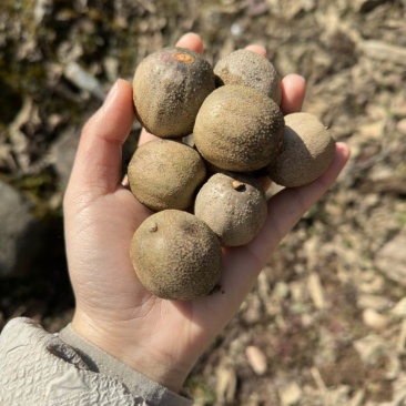 大量出珙桐果子需要的可以联系