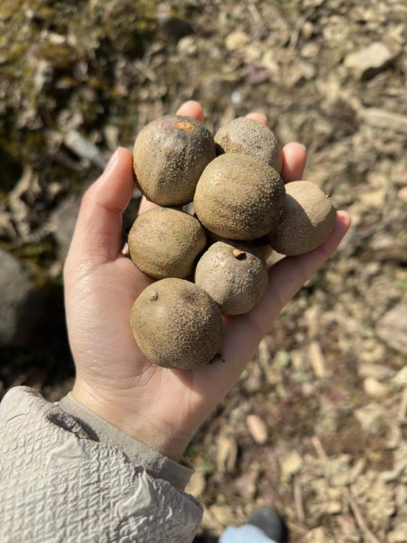 大量出珙桐果子需要的可以联系