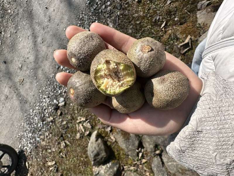 大量出珙桐果子需要的可以联系