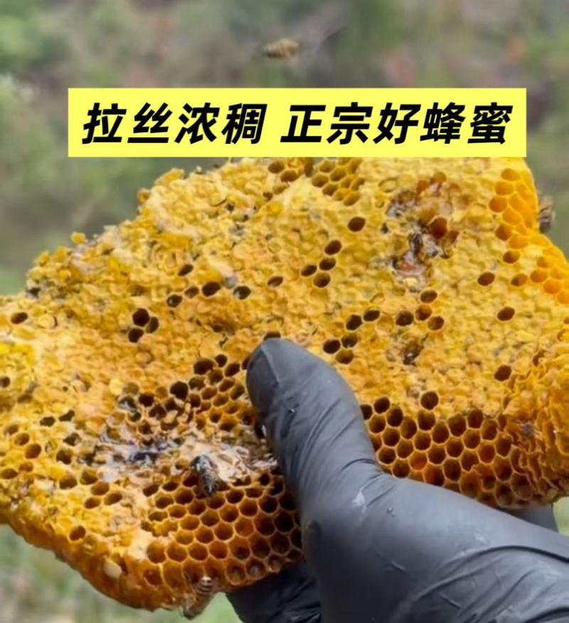 深山自采野生土蜂蜜，支持一件代发