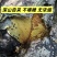 深山自采野生土蜂蜜，支持一件代发