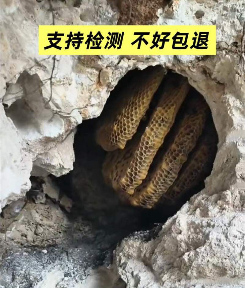 深山自采野生土蜂蜜，支持一件代发
