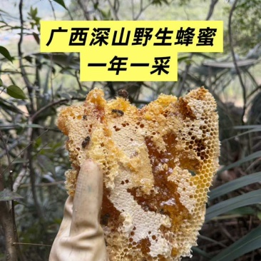 深山自采野生土蜂蜜，支持一件代发