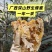 深山自采野生土蜂蜜，支持一件代发