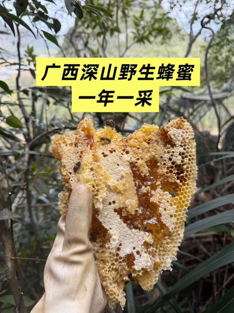 深山自采野生土蜂蜜，支持一件代发