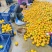 【夏橙】精品夏橙，永州市江永县夏橙基地，产地一手货源
