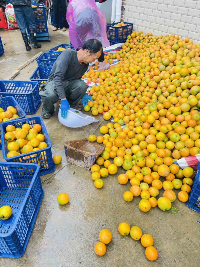 【夏橙】精品夏橙，永州市江永县夏橙基地，产地一手货源