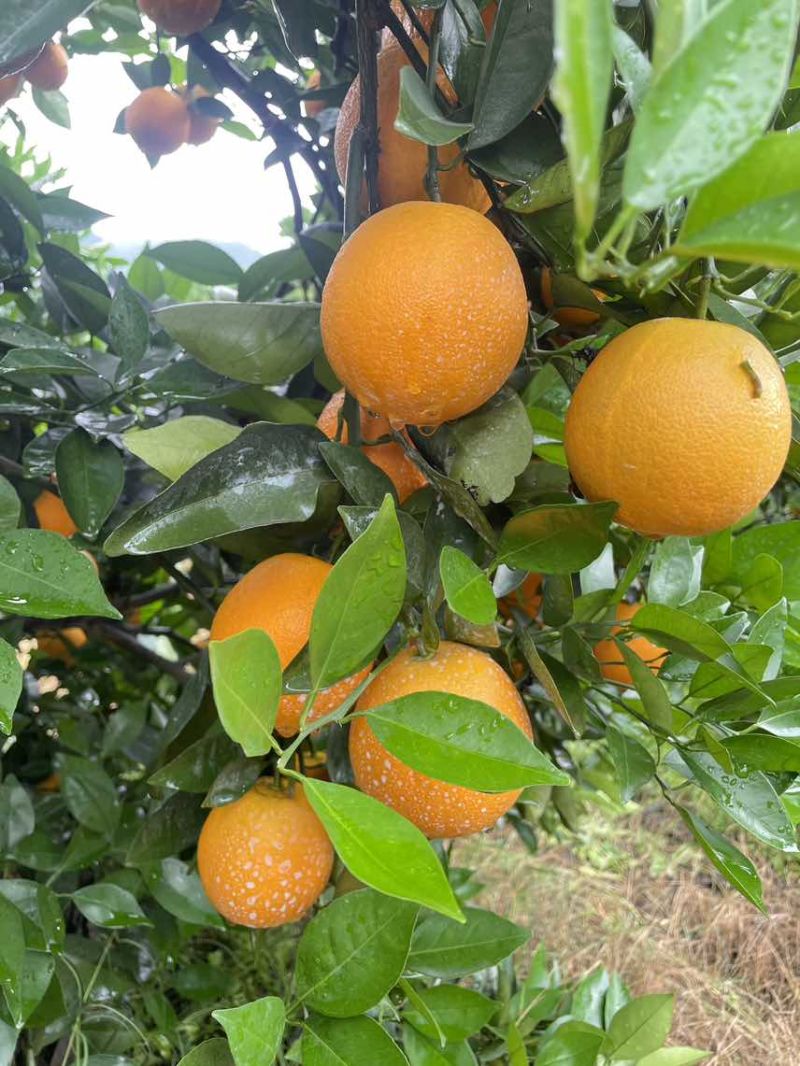 【夏橙】精品夏橙，永州市江永县夏橙基地，产地一手货源