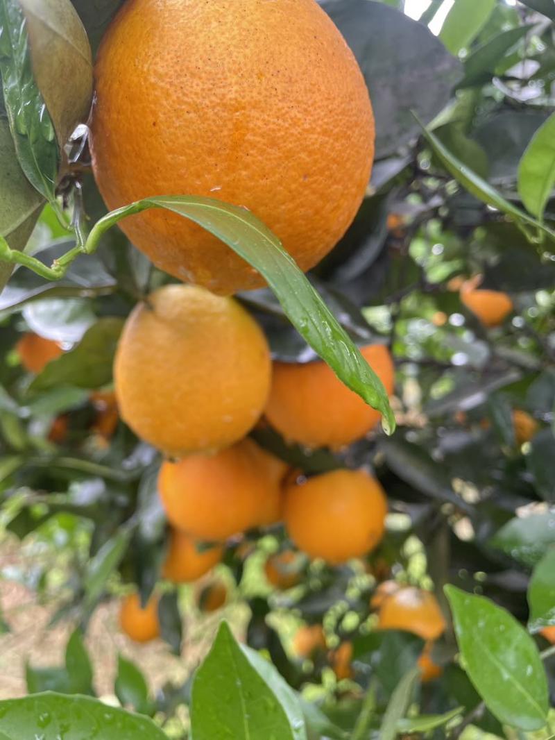 【夏橙】精品夏橙，永州市江永县夏橙基地，产地一手货源