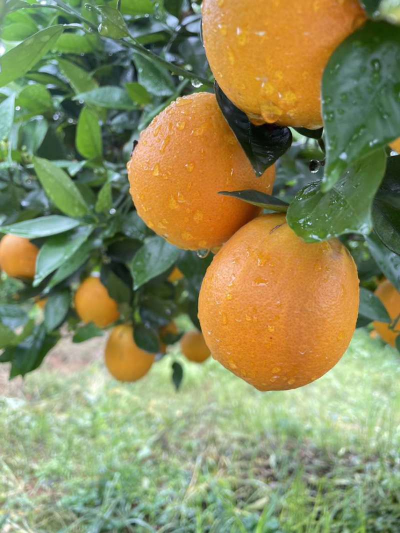 【夏橙】精品夏橙，永州市江永县夏橙基地，产地一手货源