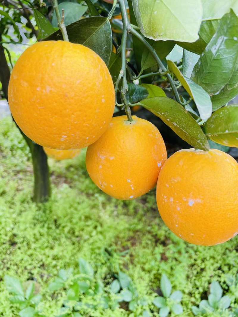 【夏橙】精品夏橙，永州市江永县夏橙基地，产地一手货源