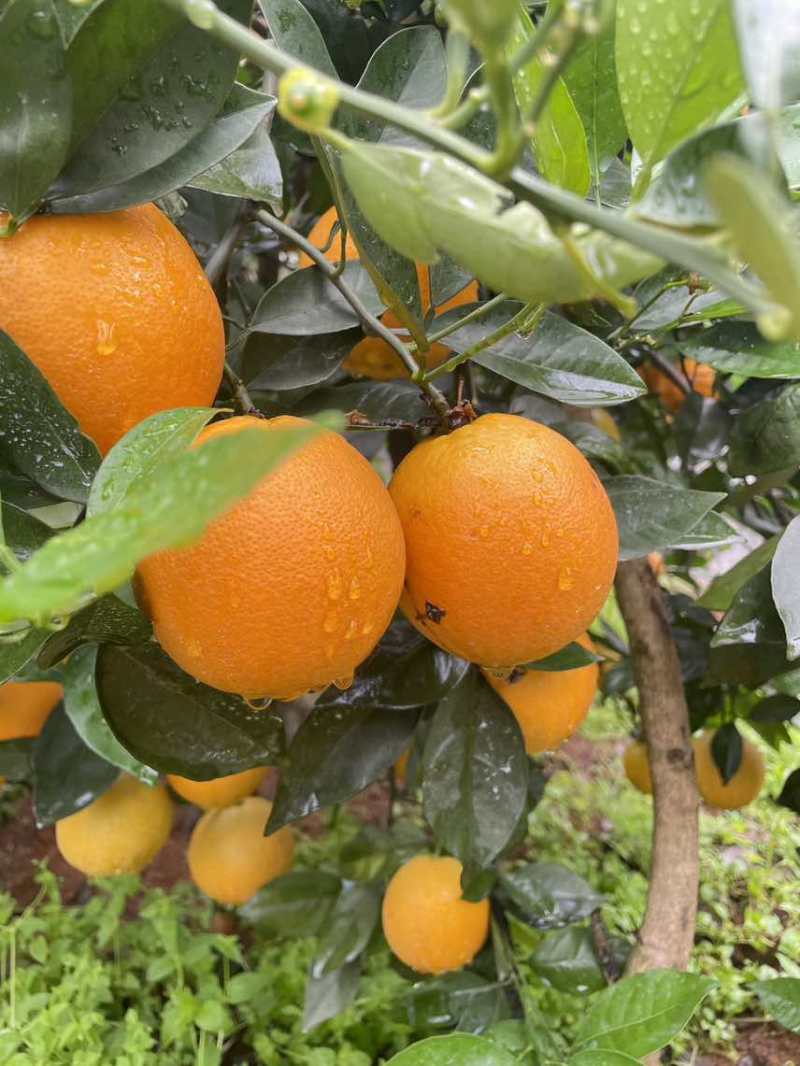 【夏橙】精品夏橙，永州市江永县夏橙基地，产地一手货源
