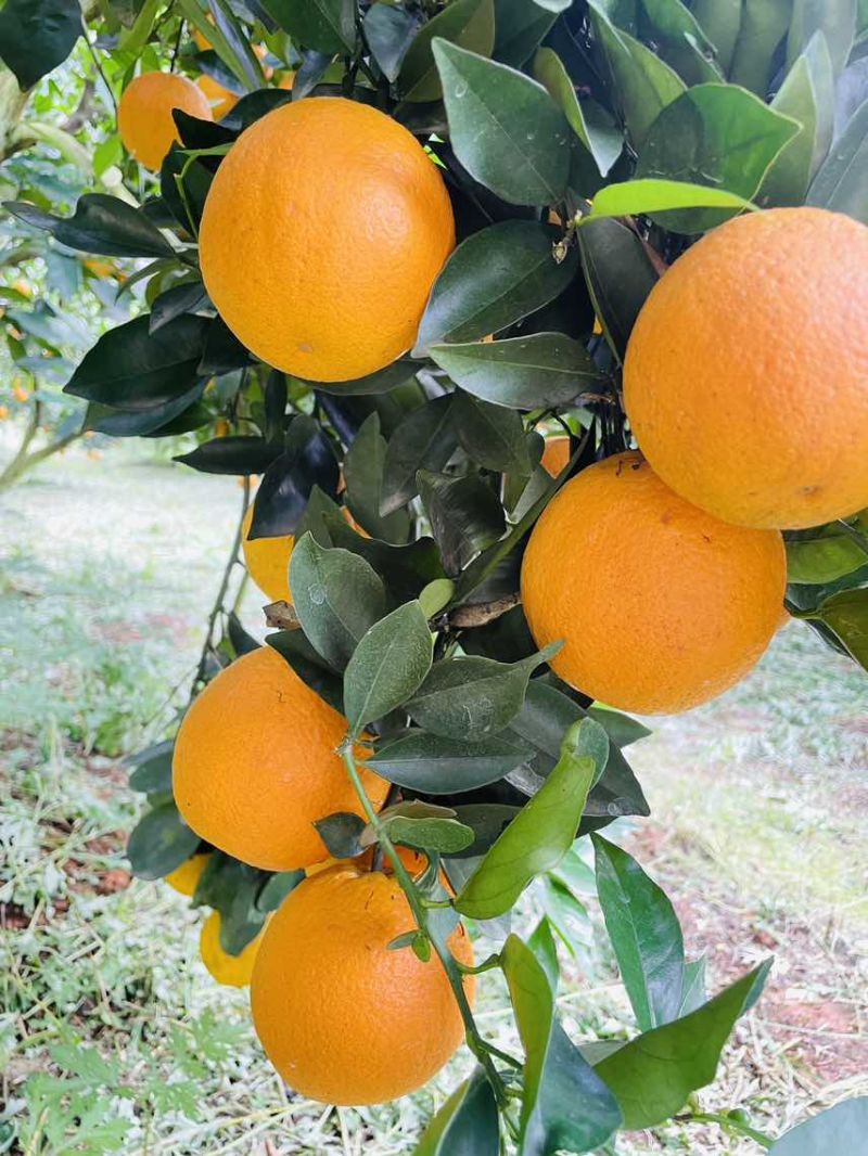 【夏橙】精品夏橙，永州市江永县夏橙基地，产地一手货源